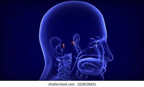 Human Skull Middle Ear Bone Anatomy Stock Illustration 2228528651 | Shutterstock