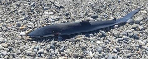 Ritrovato Piccolo Squalo Sulla Spiaggia Di Siderno Ciavula