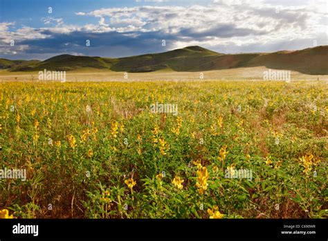 Namib desert bloom hi-res stock photography and images - Alamy