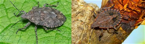 10 Types Of Stink Bugs Found In Michigan And Their Identifying