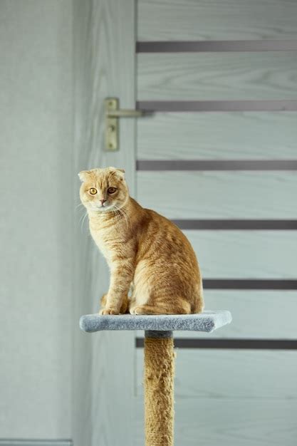 Aburrido Lindo Gato Brit Nico Sentado Encima Del Rascador De Gato En