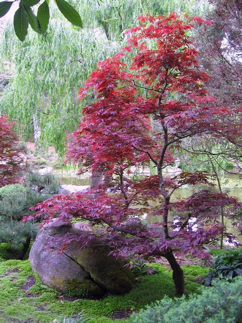 Top 10 japanese maple tree care ideas and inspiration