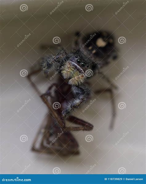 Phidippus Audax,jumping Spider Royalty-Free Stock Photography ...