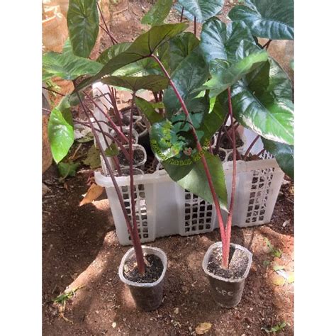 Jual Tanaman Hias Keladi Hitam Sente Hitam Alocasia Plumbea Nigra