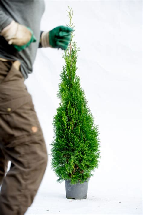 Thuja smaragd Livfull grön året runt Thuja se