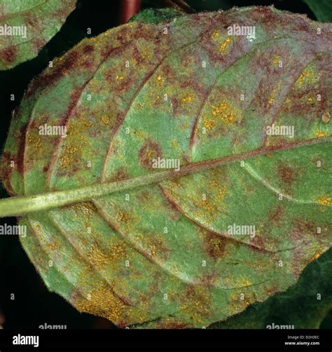 Fuchsia rust, Pucciniastrum epilobii, pustules and lesion on a Fuchsia ...