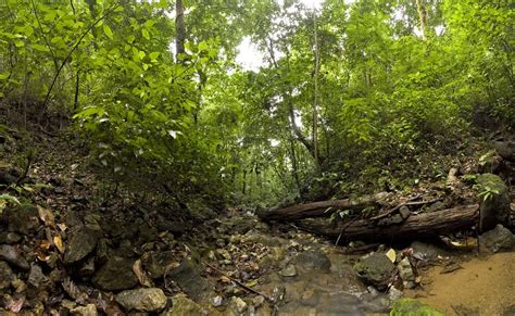 Tropical Rainforests: Soil Conditions