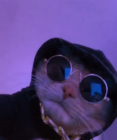 cat wearing sunglasses   hoodie