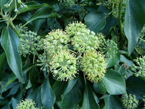 Fotos gratis árbol flor comida verde hierba Produce hiedra