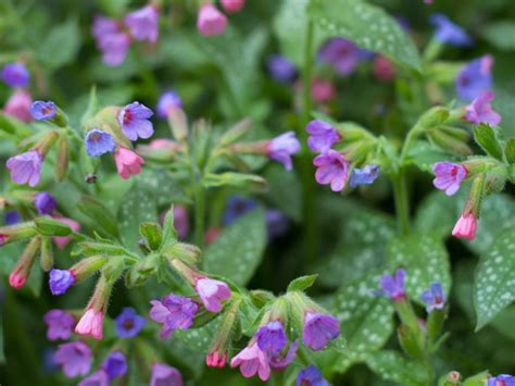 Lungwort Plants How To Grow Lungwort