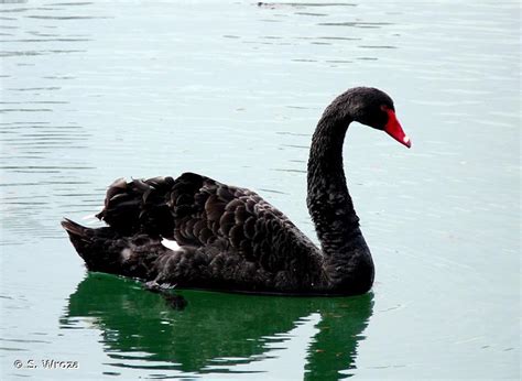 Cygnus Atratus Latham Cygne Noir Pr Sentation