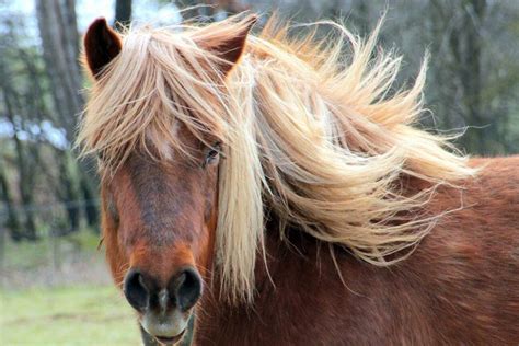 39 Brown Horse Breeds (A to Z List with Pictures) – Fauna Facts