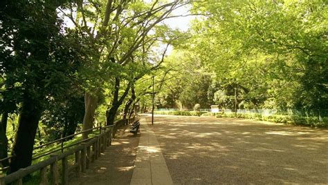 A Stroll Along the Tama River