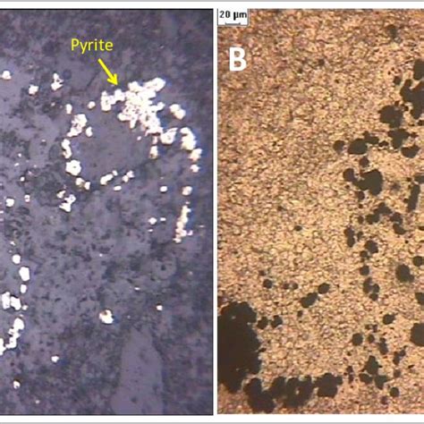 Photomicrograph Showing Fine Grained Framboids Of Pyrite In The Peloids