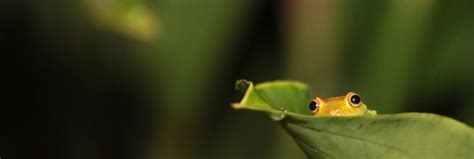 Papel De Parede Sai Animais Agua Natureza Plantas Chuva Gotas