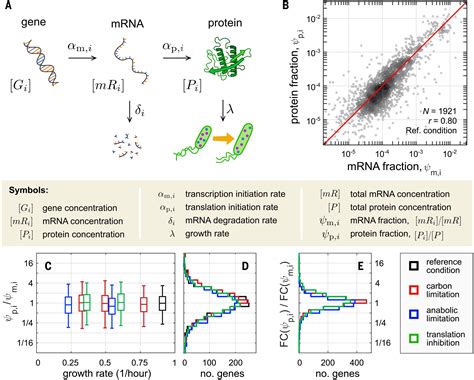 Principles Of Gene Regulation Quantitatively Connect Dna To Rna And