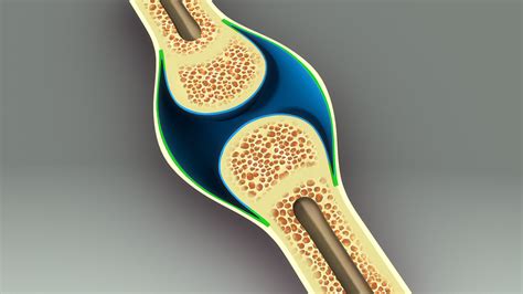 3d bone anatomy model