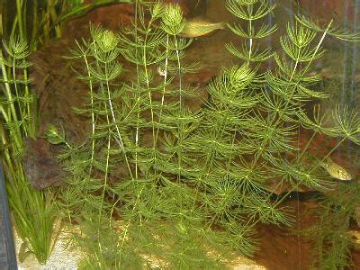 PlantFiles Pictures Ceratophyllum Species Coontail Soft Hornwort