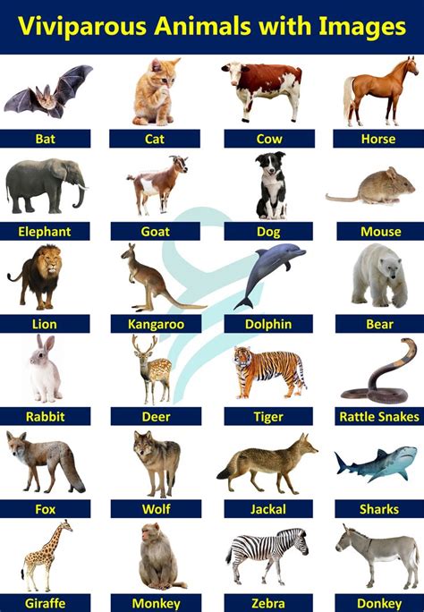 Pin on Aimmals | Animal infographic, Animal pictures for kids, Wild ...