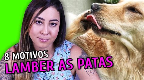 8 MOTIVOS PRO CACHORRO LAMBER AS PATAS YouTube