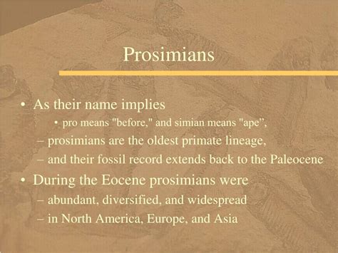 PPT - Primate and Human Evolution PowerPoint Presentation, free download - ID:140739