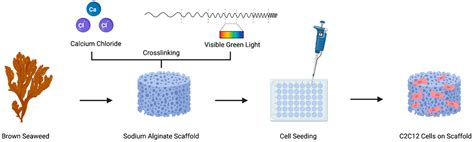 Alginate Scaffolds