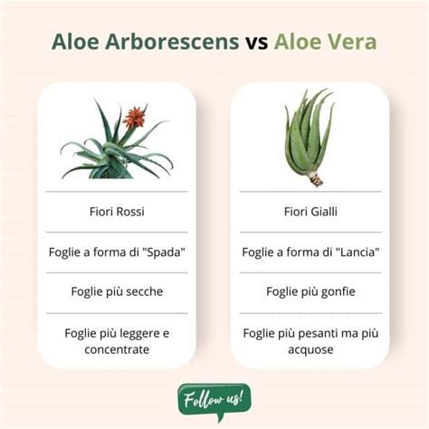 Aloe Arborescens Juice The Elixir Of Long Life Vonderweid