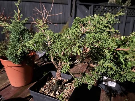 How To Revive A Dead Bonsai Tree Can It Be Done The Plant Bible