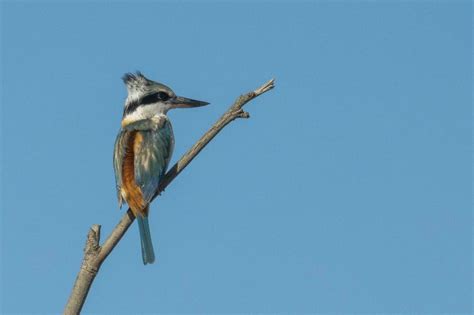 Red Backed Kingfisher 25923667 Stock Photo at Vecteezy