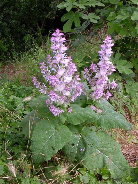 Clary Sage Facts And Health Benefits