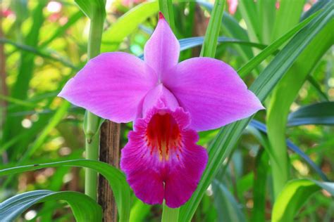 Orquídea Bambú aprenda agora como cuidar dessa planta de jardim