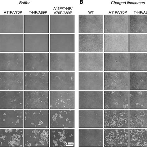 Aggregation Of Synuclein In Vitro A B Recombinant Wild Type