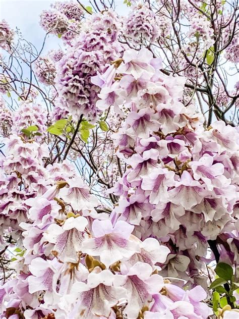 Cand Se Planteaza Paulownia Si Cum Sa Faci Acest Lucru Sfaturi Utile Ro