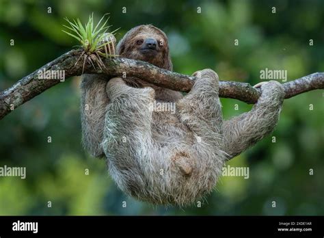 Cute Sloth Hanging On Tree Branch With Funny Face Look Perfect