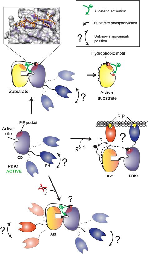 Modulation Of The Substrate Specificity Of The Kinase Pdk1 By Distinct Conformations Of The Full