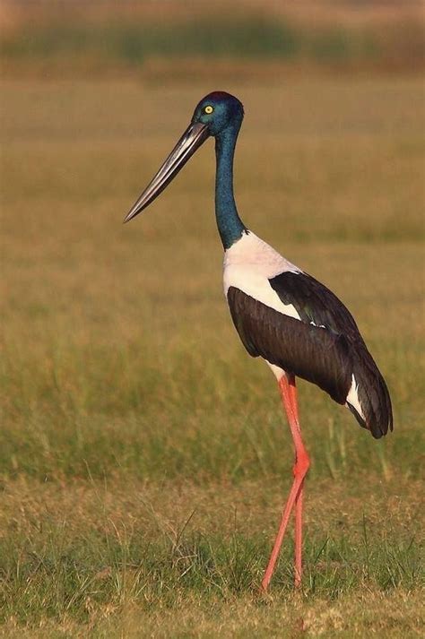 Black Necked Stork Ephippiorhynchus Asiaticus Beautiful Birds Pet