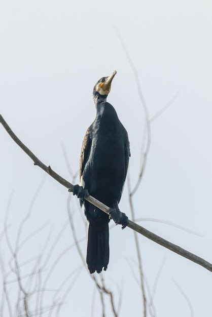 Gran cormorán phalacrocorax carbo descansando sobre un árbol Foto