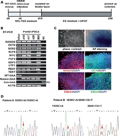 Derivation And Characterization Of IPSCs Derived From Fibroblasts Of