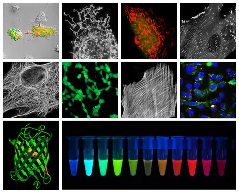 LinkNotes: Green Fluorescent Protein (GFP) -- Making the Invisible Visible