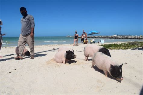 Pig Beach En Progreso Atractivo A Nivel Internacional Recibe Hasta