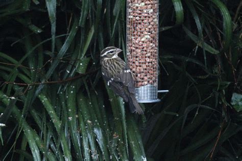 Joe Pender Wildlife Photography Rose Breasted Grosbeak St Winter Male