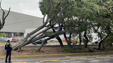 Viento Derriba Rboles Frente A Plaza Dorada