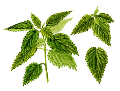 40 Clip Art Of Stinging Nettle Stock Illustrations Royalty Free