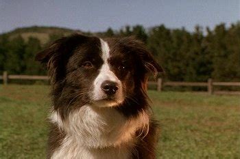 Characters In Babe TV Tropes