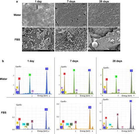 Scanning Electron Micrographs Of Biodentine Acquired With A Mix Of Download Scientific Diagram