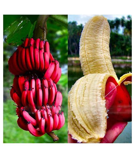 Banana Plant Seeds Kerala Red Banana Fresh Seeds Buy Banana Plant