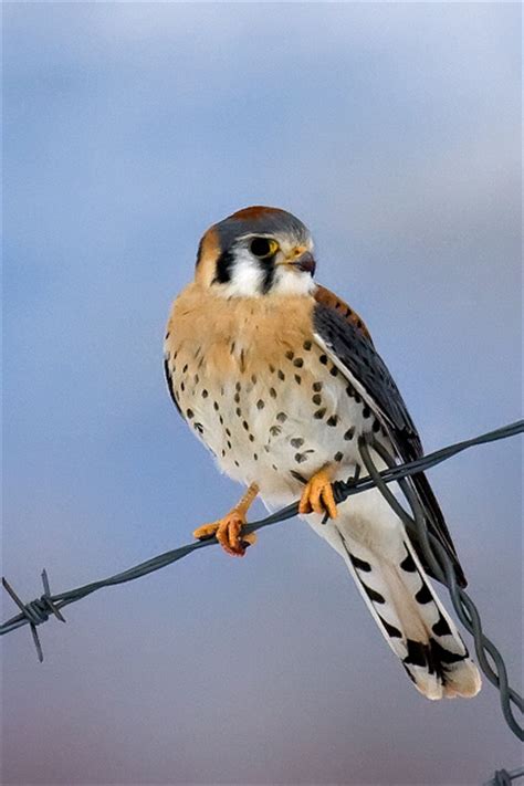 American Kestrel