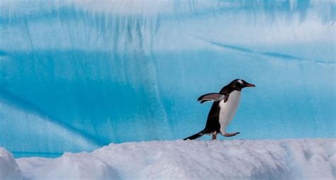 Antarctic Birds Expedition: Penguins, Albatrosses and more | Poseidon ...