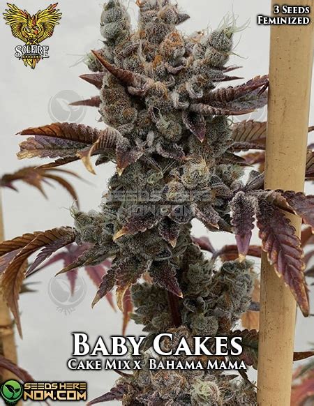 Solfire Gardens Baby Cakes Fem Seeds Thc Days