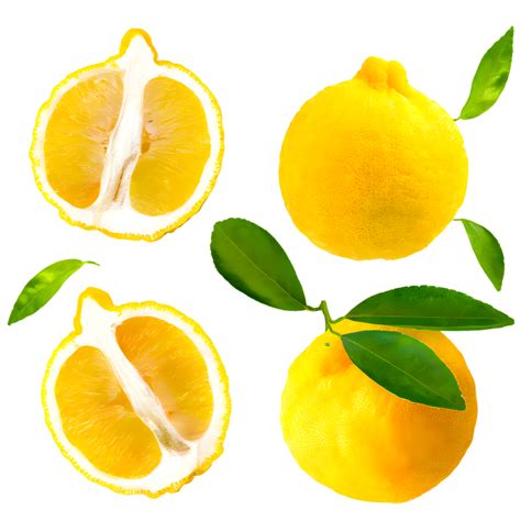 AI generated Yuzu orange sliced isolated on transparent background ...